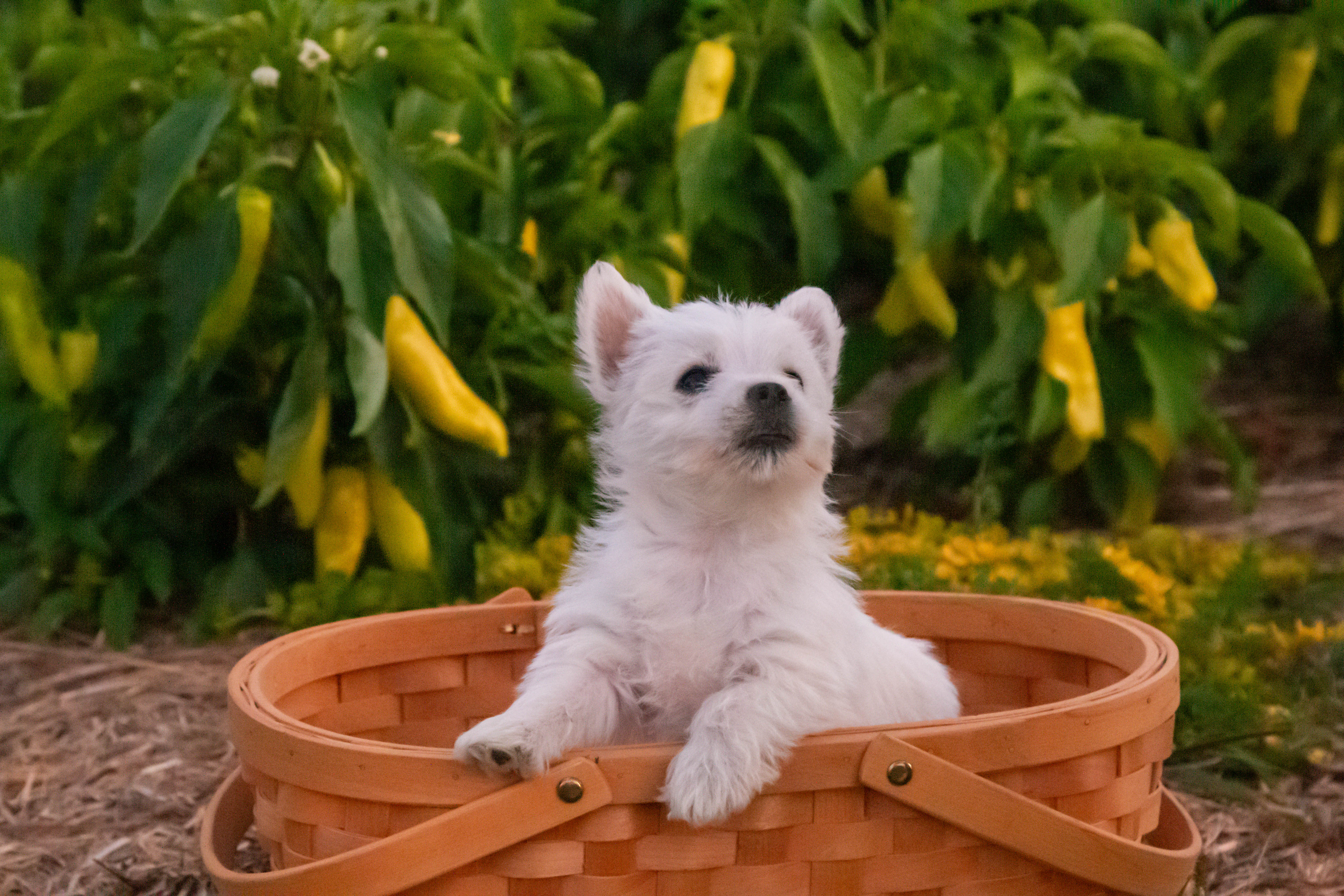 puppy, for, sale, West Highland White Terrier, Amos B. King, dog, breeder, Romney, WV, dog-breeder, puppy-for-sale, forsale, nearby, find, puppyfind, locator, puppylocator, aca